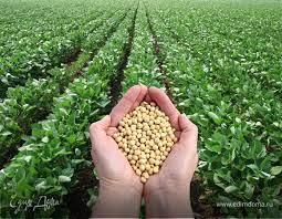 За зменшення норми добрив біопрепарати здатні збільшити врожайність сої до 15% Рис.1