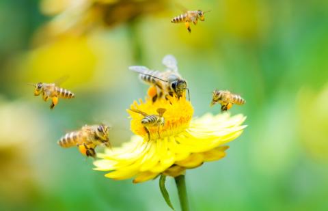 Алгоритм дій при отруєнні бджіл засобами захисту рослин та профілактика отруєнь: головні теми великого форуму Рис.1