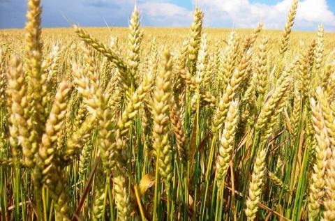 Австралія підвищила прогноз урожаю пшениці у 2022/23 МР до рекордного рівня Рис.1