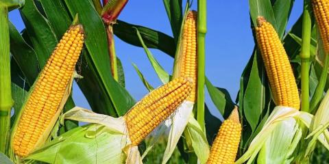 Експерти USDA знову знизили прогноз світового виробництва кукурудзи Рис.1