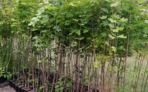 На Волині відкриють насіннєво-селекційний завод з вирощування саджанців дерев Рис.1