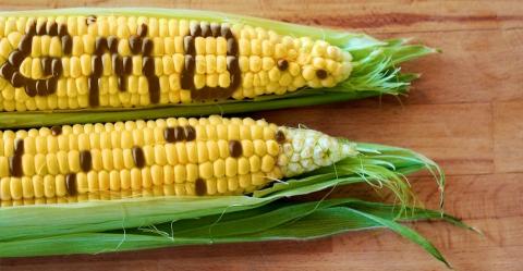 Тарас Висоцький: ГМО - це питання біологічної безпеки, і компромісів тут бути не може Рис.1