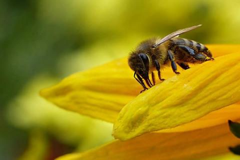 У Мінагрополітики напрацьовують рекомендації для майбутнього законопроекту про бджільництво Рис.1