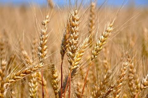 Україна у лютому експортувала понад 5,2 млн т зерна Рис.1