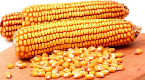 Україна відправила на експорт 20 млн т кукурудзи Рис.1