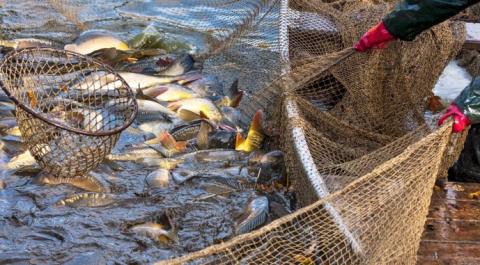 Уряд Норвегії знизив податок на ресурси рибних ферм до 35%, - огляд іноземних ЗМІ 26-27.03.2023 Рис.1