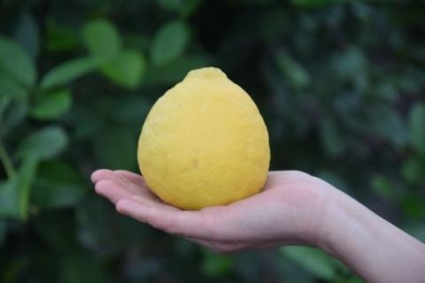 В ботанічному саду Запоріжжя зібрали врожай лимонів Рис.1