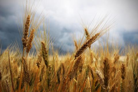В регіонах вирощування зерна пройдуть сприятливі опади, що знизять вплив погодних чинників на ціни Рис.1