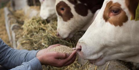 В Україні запрацюють нові правила виробництва лікувальних кормів Рис.1