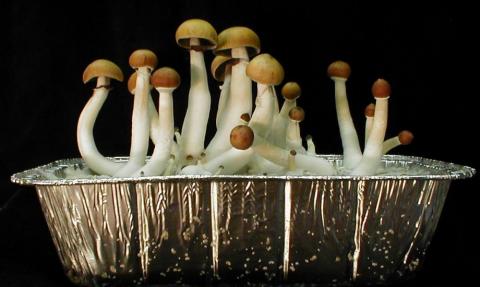 Використовуватимуть міцелій як материнську плату ПК: учені знайшли нове застосування грибам Рис.1
