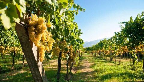 Виноробна галузь дає до 10 тис. робочих місць на селі Рис.1