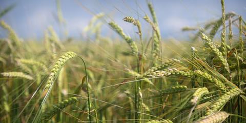 ЄС експортував 22,13 млн тонн м’якої пшениці в сезоні 2022/23, - огляд іноземних ЗМІ 21-22.03.2023 Рис.1