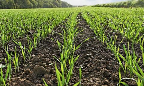 З потеплінням у посівах озимих зернових активізувалися шкідники Рис.1