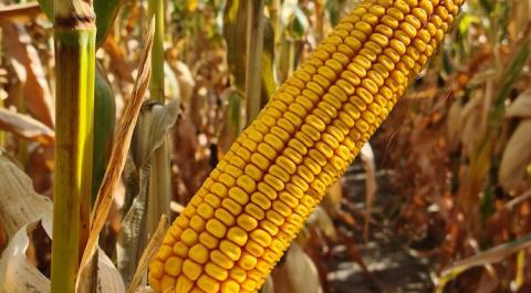 Аграрії переходять на гібриди кукурудзи ранньої групи стиглості Рис.1