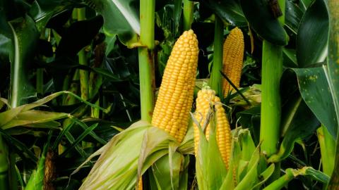 Аргентина очікує відновлення виробництва пшениці та рекордний урожай кукурудзи, - огляд іноземних ЗМІ 27-28.04.2023 Рис.1