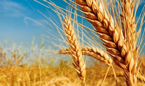 FAS USDA прогнозує скорочення урожаю пшениці в Австралії у 2023/24 МР на 26% та ячменю – на 30% Рис.1