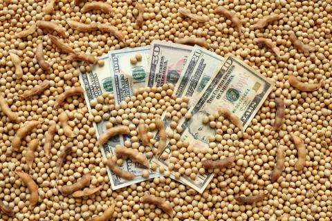 Фермери, які вирощують не генномодифіковану сою, зможуть отримати компенсацію за насіння Рис.1