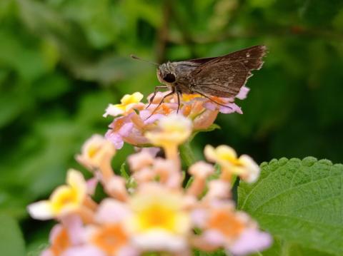 Метелики є більш ефективними запилювачами, ніж бджоли, показує нове дослідження Рис.1