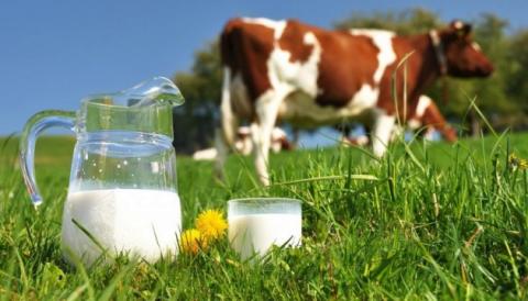 Молочні ферми критично потребують розмінування Рис.1