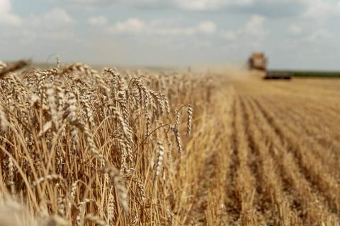 Поганий стан посівів пшениці у США підтримує біржові котирування Рис.1