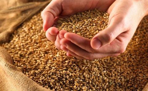 Програма USAID АГРО надасть 367 млн грн для співфінансування проєктів з підтримки переробки зернових, олійних та бобових культур Рис.1