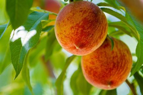 Садівник з Львівщини вирощує більше 100 сортів персика Рис.1