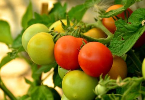 “Стійкий до посушливих умов” – в Ізраїлі вивели новий сорт томатів Рис.1