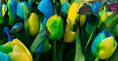 У Нідерландах вивели новий сорт тюльпанів у кольорах українського прапора Рис.1