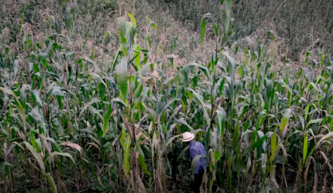 В Мексиці вирощують самозапильну кукурудзу Рис.1