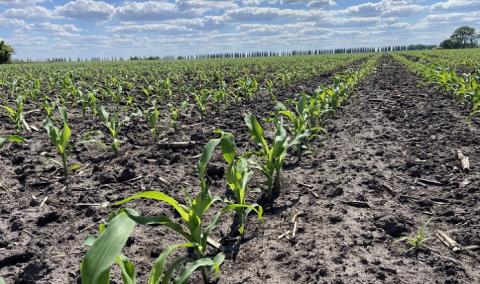 В Україні посіяно перші гектари кукурудзи Рис.1