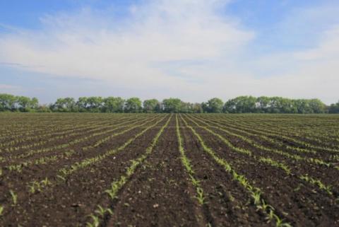 Як підготувати ґрунт до сівби кукурудзи Рис.1