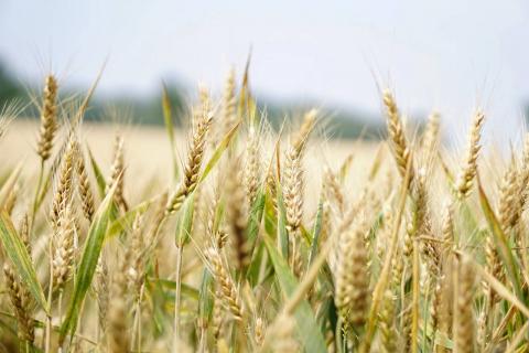 Цьогоріч Україна може посіяти найбільшу площу ярої пшениці за останні 12 років Рис.1