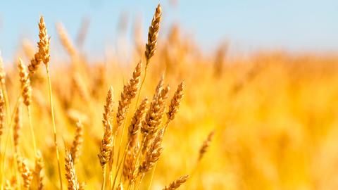 Експорт м’якої пшениці в ЄС у сезоні досяг 26,49 млн тонн, - огляд іноземних ЗМІ 11-12.05.2023 Рис.1