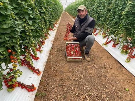 Італія: виробники винограду переходять на помідори Рис.1