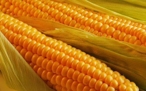 На експорт пішло понад 25 млн т української кукурудзи Рис.1