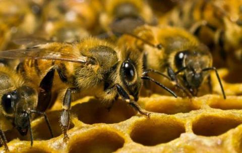 На Львівщині фіксують масову загибель бджіл – причину встановлюють у лабораторії Рис.1