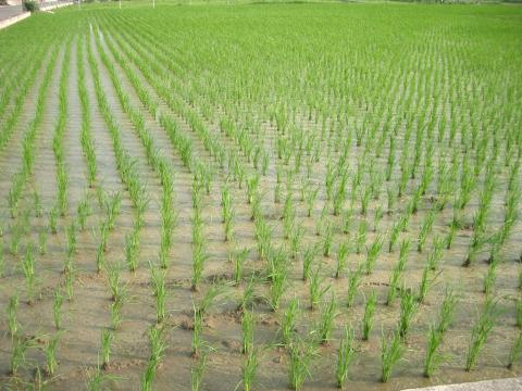 На півдні України розпочали сіяти рис Рис.1