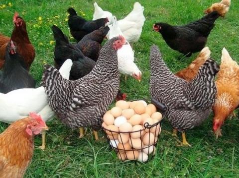 Найбільші компанії переходять на виробництво яєць без кліткового утримання птиці Рис.1