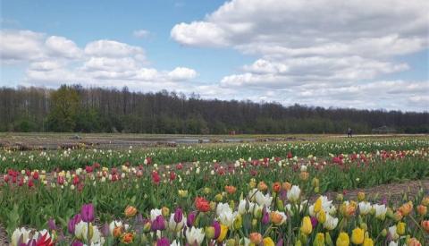 Повінь підтопила відоме тюльпанове поле Волинської Голландії Рис.1