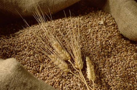 Пшениця на Чиказькій біржі знижується після різкого зростання, кукурудза та соя також падають, - огляд іноземних ЗМІ 16-17.05.2023 Рис.1