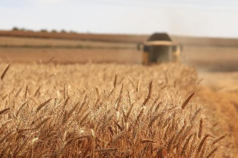 Середній щорічний імпорт пшениці в Єгипет за 5 років становить $2,7 млрд, - огляд іноземних ЗМІ 27-29.05.2023 Рис.1