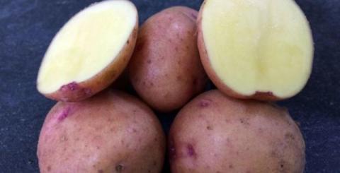 Сорт картоплі "Княгиня" від селекціонерів НААН дав рекордний урожай Рис.1