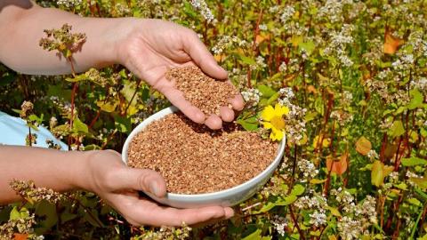 У цьому році в Україні планують зберегти високі площі посіву гречки Рис.1