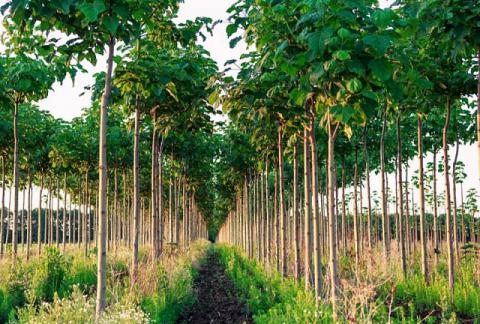 В Україні заборонили саджати павловнію для створення та відновлення лісів Рис.1