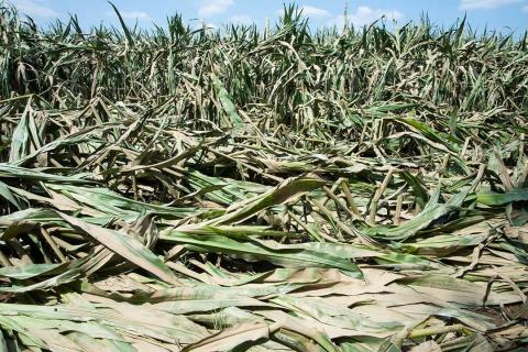Bayer представляє короткостеблову кукурудзу та покривну культуру для виробництва олії Рис.1