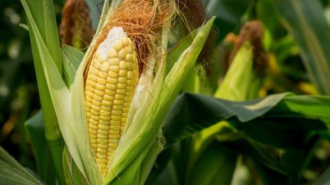 Бразилія збирає рекордний загальний урожай кукурудзи – 136,9 млн тонн, - огляд іноземних ЗМІ 30-31.05.2023 Рис.1