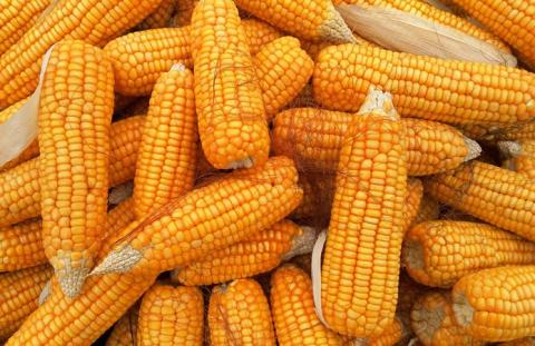 Ціни на кукурудзу сягнули річного максимуму на тлі найгіршого з 1992 року стану посівів Рис.1