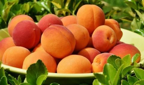 Цьогоріч прогнозують критично низький врожай абрикосів Рис.1