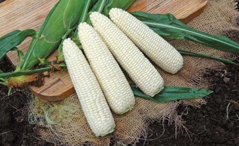Мексика оголосила про введення 50% мита на імпорт білої кукурудзи, - огляд іноземних ЗМІ 24.06-26.06.2023 Рис.1