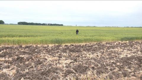 На Черкащини поля потерпають від ґрунтової засухи Рис.1